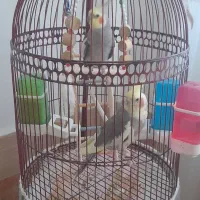 عروس هلندی