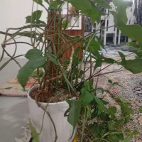 گلدون سفال با گل زیبا