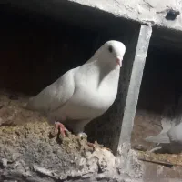 کبوتر|پرنده|شاهرود, |دیوار