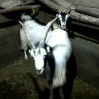 نر بز و بز شیرازی