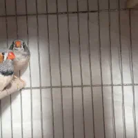 فنچ معاوضه با کبوتر|پرنده|یاسوج, |دیوار