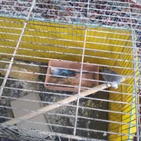 مرغ عشق هلندی|پرنده|درودزن, |دیوار