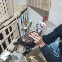 جوجه لاری