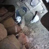 کبوتر
