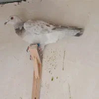 کفتر یا کبوتر