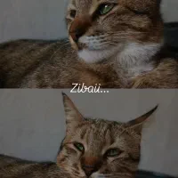 واگذاری عشق