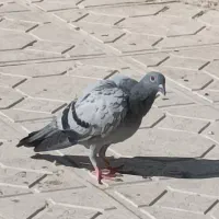 دوبر بالادوپر انداخته