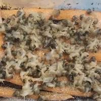 فروش حلزون|خزنده|شیراز, شریف‌آباد|دیوار