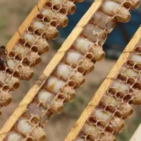 فروش و تولید ژل رویال درجه یک با ضمانت