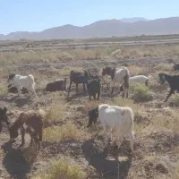 ۹عدد بزه شیرا با ۹عدد بزغاله که همه بزا اویستن