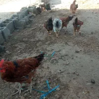 مرغ و خروس گلین نطفه دار