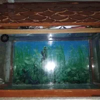 آکواریوم ماهی