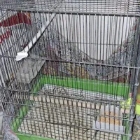 قفس|لوازم جانبی حیوانات|اصفهان, کوجان|دیوار