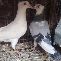 جوجه پلاکی درجه یک|پرنده|دزفول, |دیوار