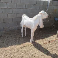 بز.جبش پاکستانی