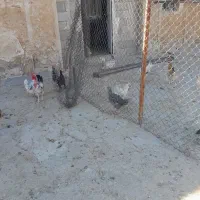 مرغ محلی دیلگونی وگلین