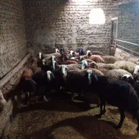میش داشتی آبستن