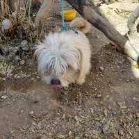 شیتزو .فروشی|سگ|آباده, |دیوار