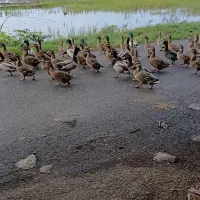 تخم اردک نطفه دار