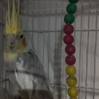 جفت کوتوله و عروس هلندی