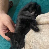 واگذاری گربه رایگان