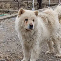 سگ چاوچاونرماده