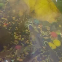 ماهی گوپی، گپی