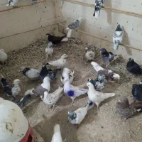 یه کوله کفتر پرشی|پرنده|نیمروز, |دیوار