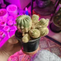 گل و کاکتوس ۲۰ تومن