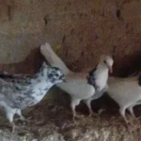 کبوتر