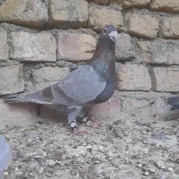 کفتر درشت دماغ دار نر