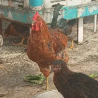 خروس محلی بامرغم عوض میکنم