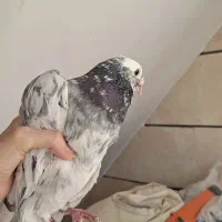 کبوتر|پرنده|بوئین زهرا, |دیوار