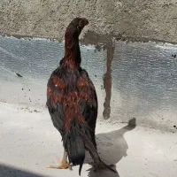 جوجه هندی خروس  دم چتری