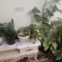 گل های فروشی|گل و گیاه طبیعی|چناران, |دیوار