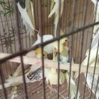 عروس هلندی مولد|پرنده|بابل, |دیوار