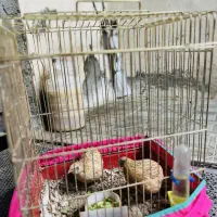 بلدرچین|موش و خرگوش|مریوان, |دیوار