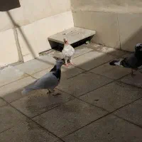 کفتر گرفتنی|پرنده|قم, نخودی|دیوار