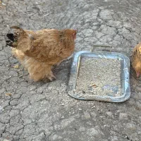 مرغ برهما