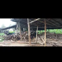 خرید چوبهای ساختمانی|خدمات باغبانی و درختکاری|رشت, منظریه|دیوار