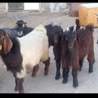 کهره نر ترکی|حیوانات مزرعه|شیراز, سرو|دیوار