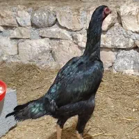 مرغ لاری اوشامو|حیوانات مزرعه|درگز, |دیوار