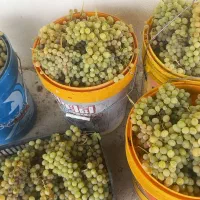 انگور از باغات صالح آباد