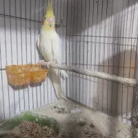 عروس هلندی مولد