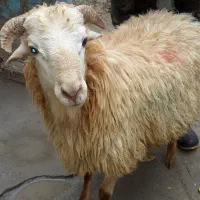 گوسفند زنده همراه با قصاب ارسال رایگان