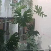 گل های آپارتمانی ورق بزنید|گل و گیاه طبیعی|کرج, باغستان|دیوار