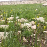 گیاهی هست برای نازایی و تعیین جنسیت
