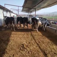 دوعدد تلیسه ابستن 2عدد گاو وگوساله 2عدد گاو آبستن