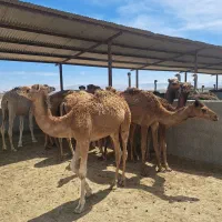 هاشی و بلوون نر و ماده شتر نژاددار (حاشی)