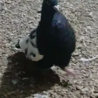 سینه سیاه تمیز یه جفت نوک سفید .وجفت.کله دم سیاه|پرنده|کرخه, |دیوار